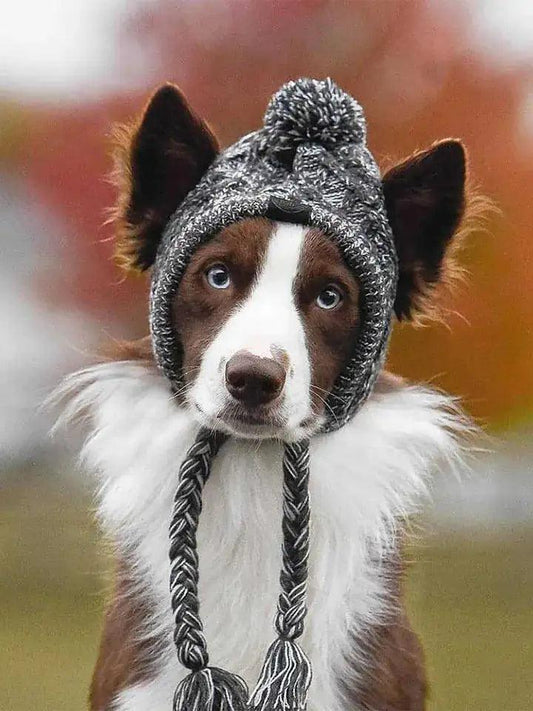 Canine Cap Companion - Onemart