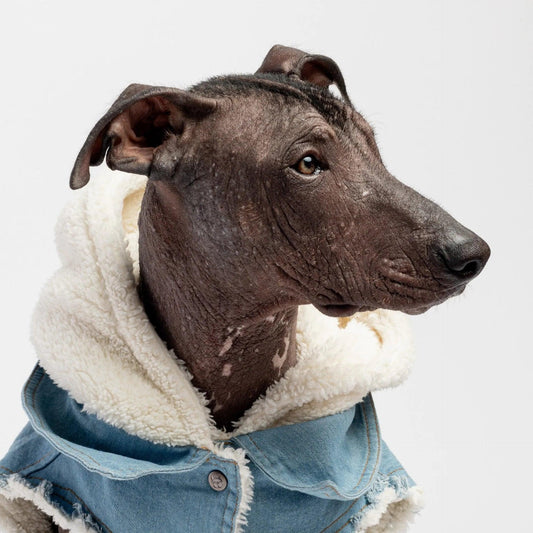 Justin - Denim Dog Jacket - Onemart