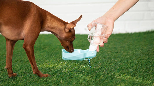 Pet Water Bottle - Onemart