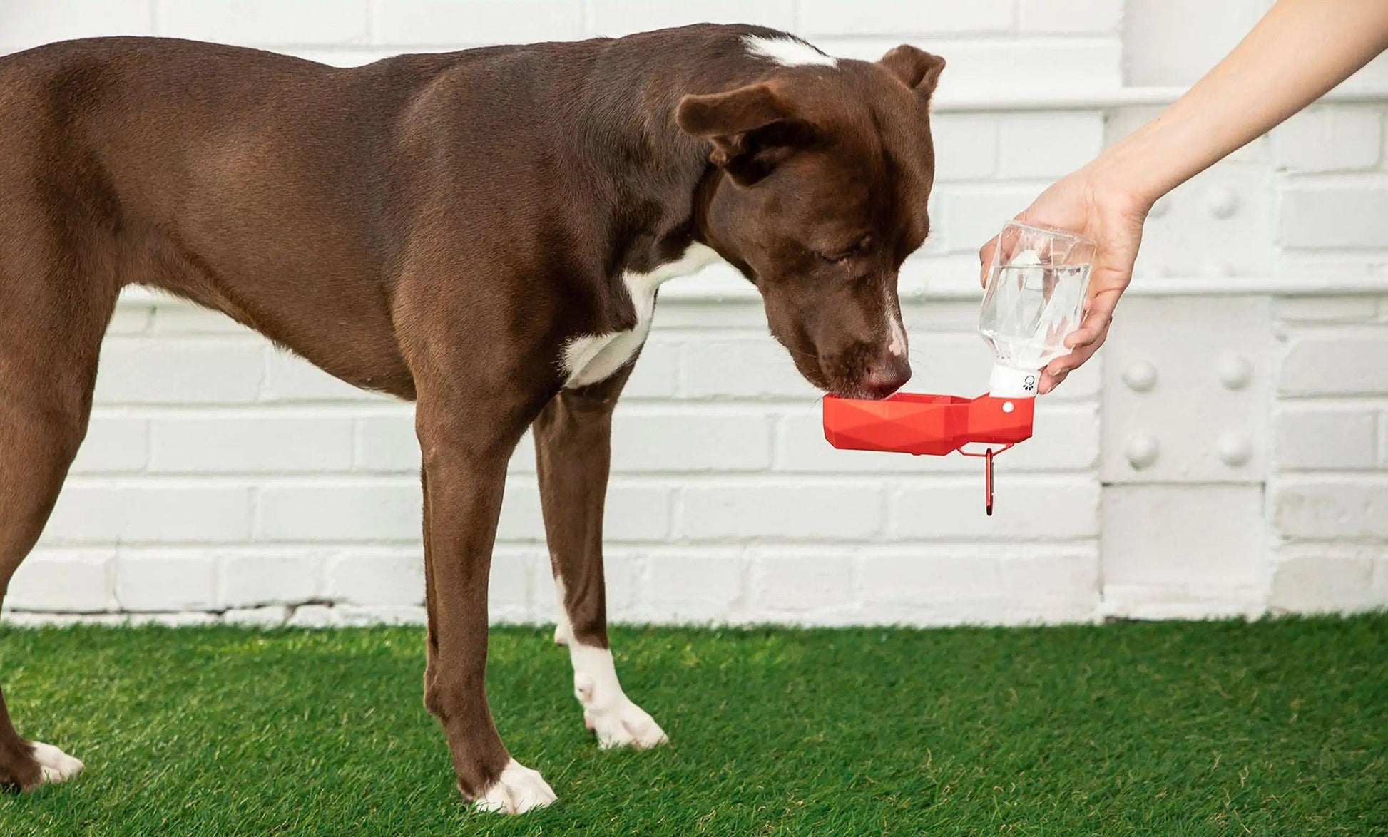 Pet Water Bottle - Onemart